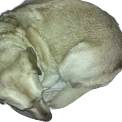 animal, creature, face, mask, photorealistic, light-colored, dog, curled transparent PNG cut-out