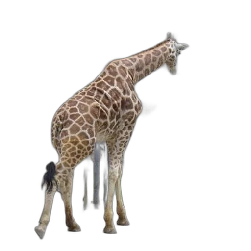animal, creature, staff, weapon, 3d render, concept art, photorealistic, giraffe transparent PNG cut-out