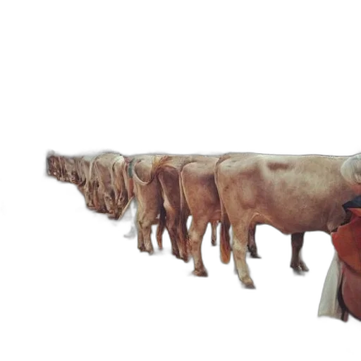 animal, food, staff, 3d render, concept art, photorealistic, herd, cows transparent PNG cut-out