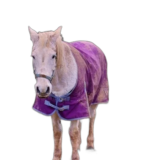 jacket, animal, dress, staff, pastel, horse, wearing, purple transparent PNG cut-out