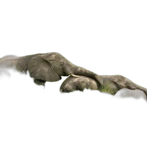 animal, hair, dragon, shoes, photorealistic, concept art, 3d render, fantasy art transparent PNG cut-out