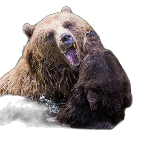 animal, creature, photorealistic, concept art, snow, two, bears, playfully transparent PNG cut-out