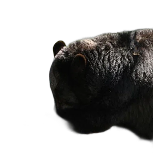 animal, face, creature, mask, photorealistic, 3d render, black, bear transparent PNG cut-out