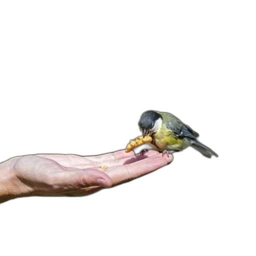 animal, staff, weapon, jewelry, photorealistic, 3d render, concept art, oil painting transparent PNG cut-out