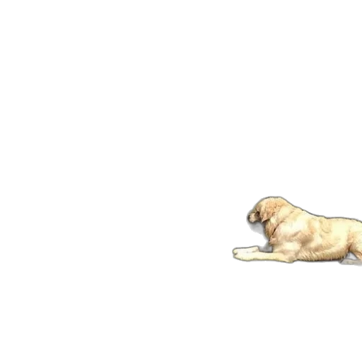animal, creature, food, weapon transparent PNG cut-out