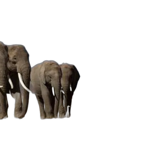 animal, creature, 3d render, concept art, photorealistic, earth tones, herd, elephants transparent PNG cut-out