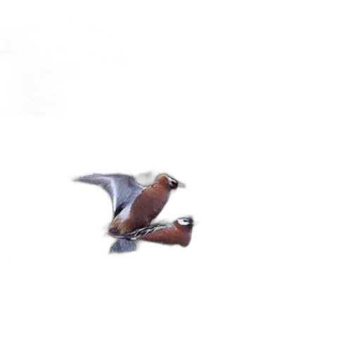 dragon, animal, creature, weapon, concept art, 3d render, photorealistic, pixel art transparent PNG cut-out