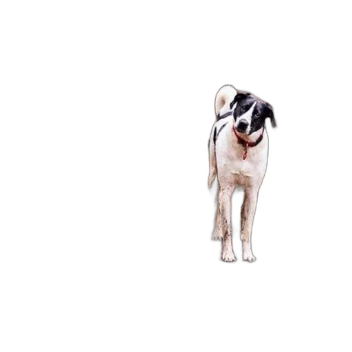 animal, staff, creature, face, photorealistic, pixel art, watercolor, concept art transparent PNG cut-out