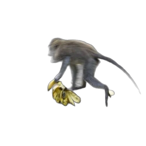 creature, animal, dragon, food, concept art, 3d render, photorealistic, monkey transparent PNG cut-out