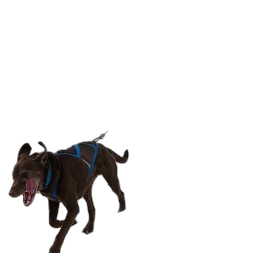 animal, staff, creature, dragon, 3d render, pixel art, photorealistic, concept art transparent PNG cut-out