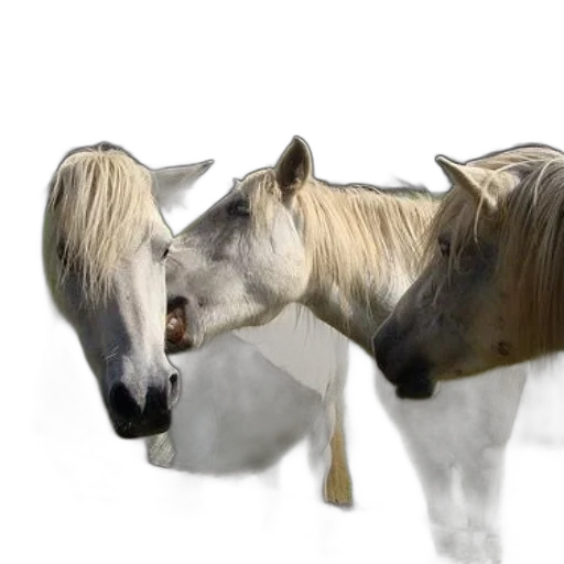 animal, hair, creature, photorealistic, 3d render, concept art, fantasy art, three transparent PNG cut-out