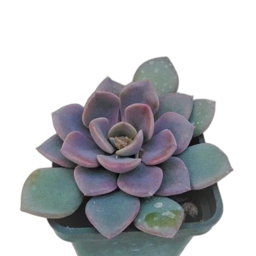 crown, jewelry, flower, hat, 3d render, photorealistic, watercolor, vaporwave transparent PNG cut-out
