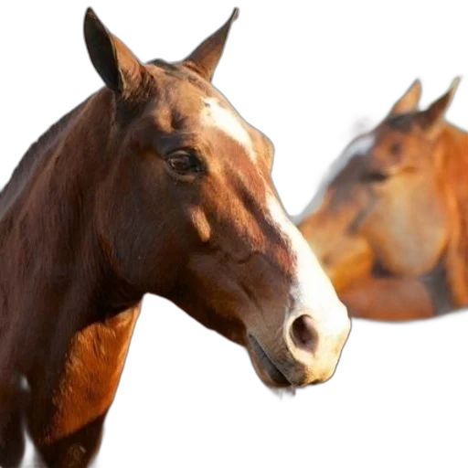 animal, face, crown, photorealistic transparent PNG cut-out