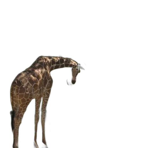 animal, creature, staff, hair, concept art, 3d render, photorealistic, watercolor transparent PNG cut-out