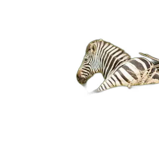 jewelry, animal, shoes, furniture transparent PNG cut-out