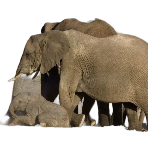 animal, concept art, 3d render, photorealistic, earth tones, family, elephants, including transparent PNG cut-out