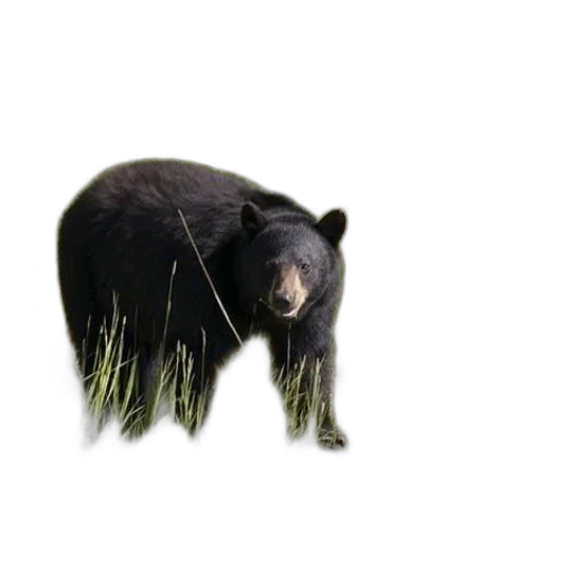 animal, creature, staff, food transparent PNG cut-out