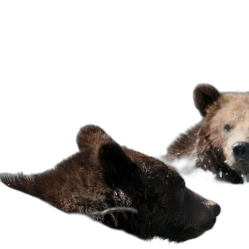animal, creature, mask, photorealistic, concept art, 3d render, two, brown transparent PNG cut-out