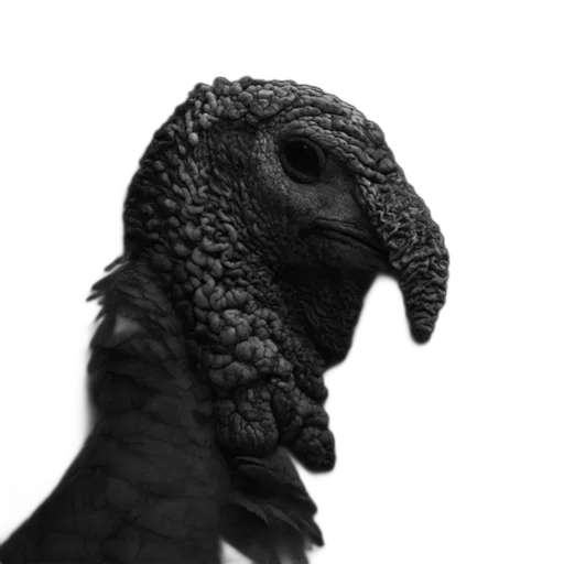 animal, dragon, creature, mask, 3d render, photorealistic, concept art, fantasy art transparent PNG cut-out