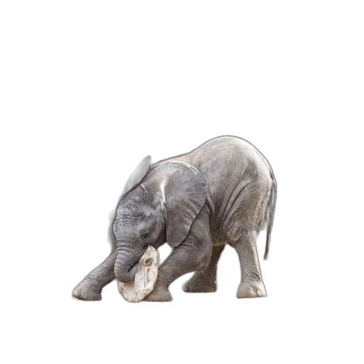 animal, creature, staff, jewelry, photorealistic, 3d render, concept art, baby transparent PNG cut-out