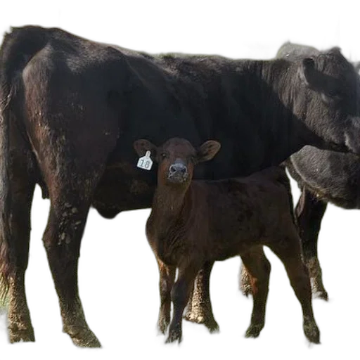 animal, creature, food, photorealistic, concept art, 3d render, black, cow transparent PNG cut-out