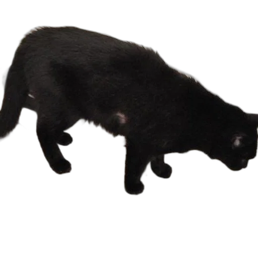 animal, creature, staff, hat, 3d render, photorealistic, black, cat transparent PNG cut-out