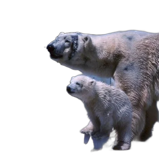 animal, creature, 3d render, concept art, photorealistic, polar, bear, her transparent PNG cut-out