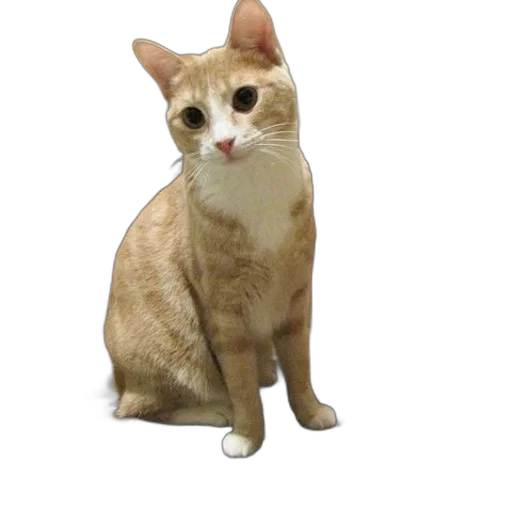 animal, staff, creature, face, 3d render, photorealistic, pixel art, oil painting transparent PNG cut-out