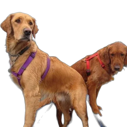 animal, staff, 3d render, photorealistic, concept art, two, golden, retrievers transparent PNG cut-out