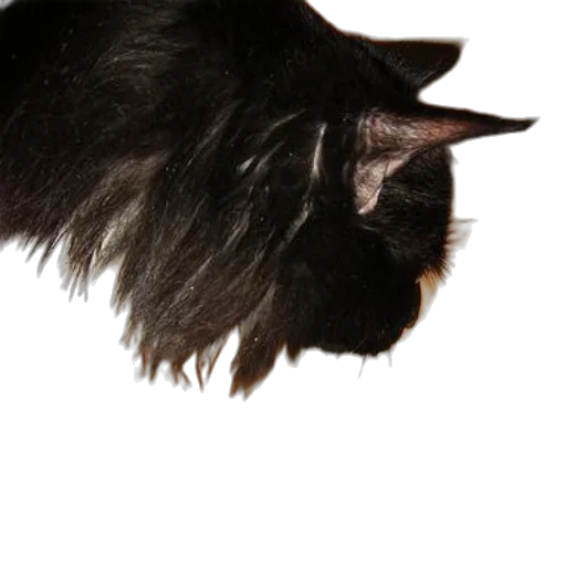 hair, animal, creature, staff, photorealistic, 3d render, concept art, black transparent PNG cut-out