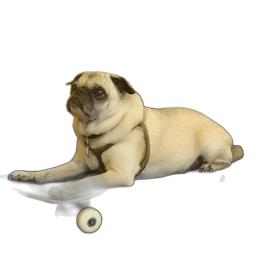 animal, staff, creature, furniture, 3d render, photorealistic, concept art, pug transparent PNG cut-out