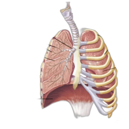 jacket, labeled, diagram, human, respiratory, system, showing, trachea transparent PNG cut-out
