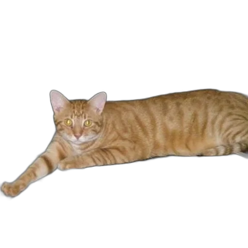 staff, animal, creature, weapon, photorealistic, 3d render, ginger, cat transparent PNG cut-out