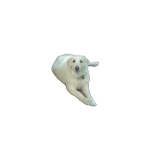 animal, creature, hair, face, 3d render, photorealistic, pixel art, concept art transparent PNG cut-out