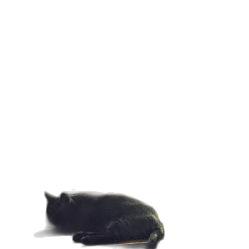 animal, creature, staff, hat, photorealistic, 3d render, concept art, outer space transparent PNG cut-out
