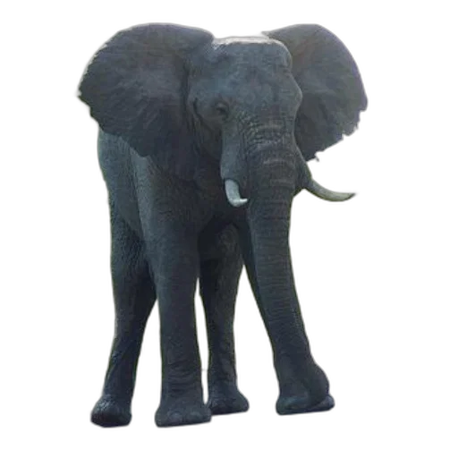 animal, creature, staff, weapon, 3d render, photorealistic, concept art, oil painting transparent PNG cut-out