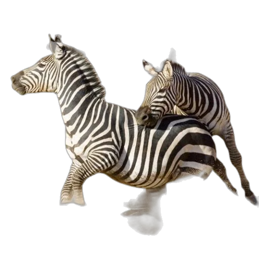 animal, jewelry, 3d render, photorealistic, concept art, fantasy art, two, zebras transparent PNG cut-out