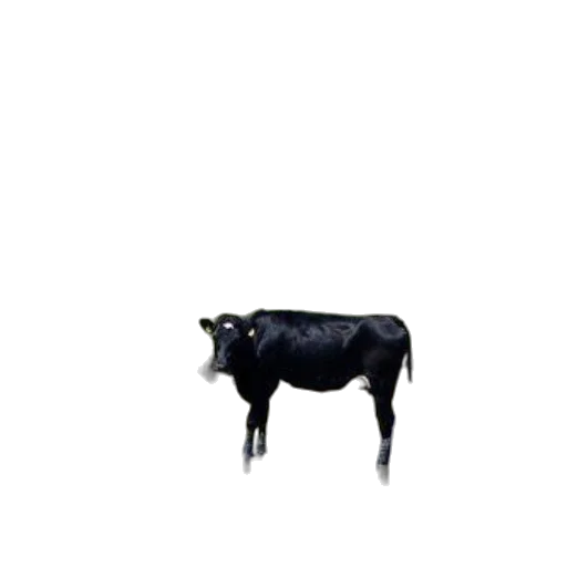 animal, food, creature, robot, pixel art, photorealistic, concept art, 3d render transparent PNG cut-out