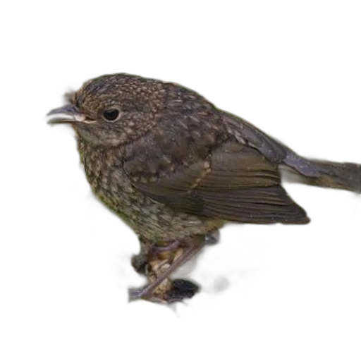 animal, staff, creature, hat, photorealistic, 3d render, concept art, oil painting transparent PNG cut-out