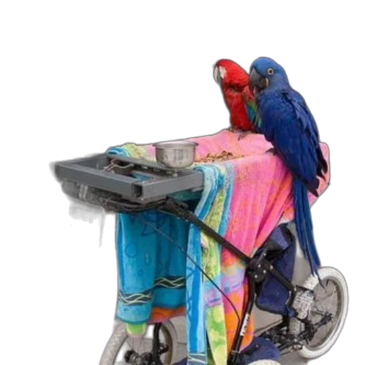 robot, animal, furniture, dress, colorful, blue, bird, stand transparent PNG cut-out