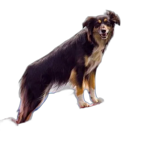 animal, staff, creature, hair, photorealistic, concept art, oil painting, watercolor transparent PNG cut-out