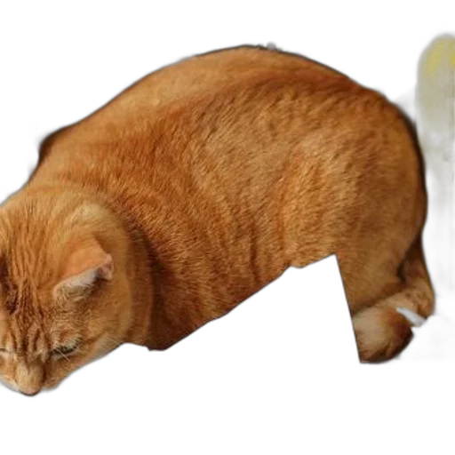 animal, food, creature, shoes, photorealistic, 3d render, concept art, ginger transparent PNG cut-out