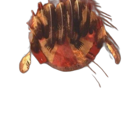 creature, animal, crown, hair transparent PNG cut-out