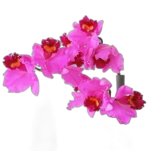 flower, crown, jewelry, staff transparent PNG cut-out