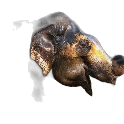 animal, mask, creature, dragon, photorealistic, 3d render, concept art, watercolor transparent PNG cut-out