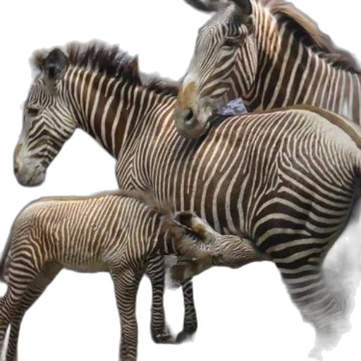 animal, creature, jewelry, 3d render, photorealistic, concept art, fantasy art, monochrome transparent PNG cut-out