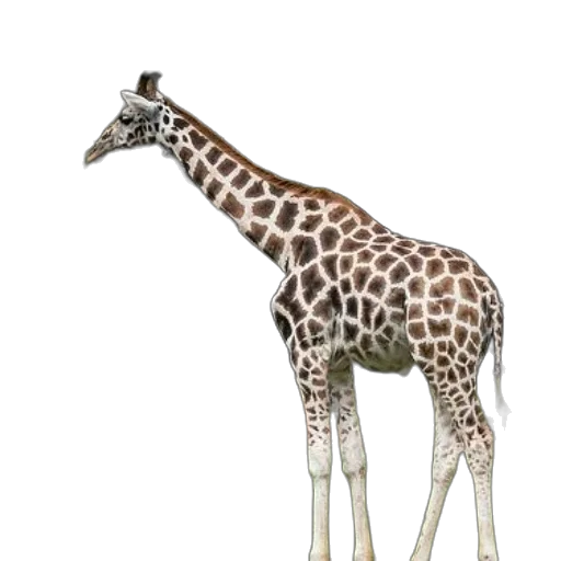 animal, creature, staff, weapon, concept art, 3d render, photorealistic, watercolor transparent PNG cut-out