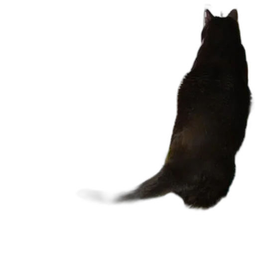 animal, creature, staff, hair, concept art, photorealistic, 3d render, cat transparent PNG cut-out