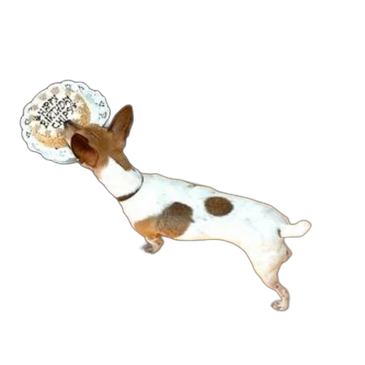jewelry, staff, umbrella, crown, 3d render, concept art, small, dog transparent PNG cut-out