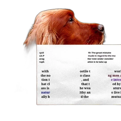 animal, hair, dog, collar, stands, front, sign, reads transparent PNG cut-out
